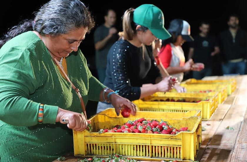 Se celebró la 4ta edición de la Fiesta Provincial de la Frutilla